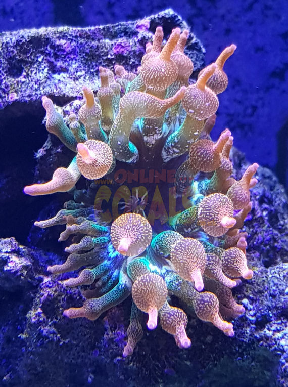 Tri-Colour Rose Bubble Tip Anemone