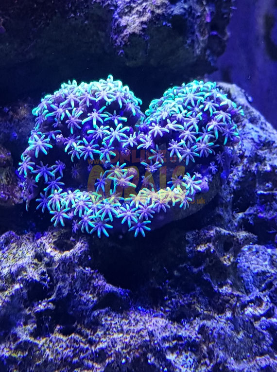 Neon Star Polyps